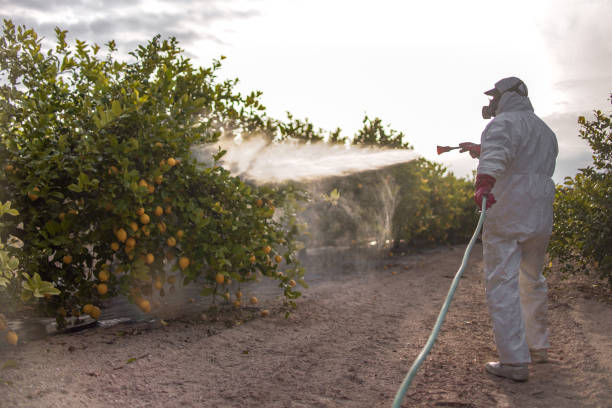Best Affordable Pest Control Services  in Fobes Hill, WA