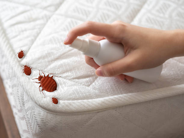 Best Termite Control Services  in Fobes Hill, WA