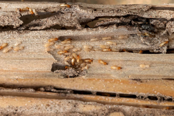 Best Pest Prevention Services  in Fobes Hill, WA